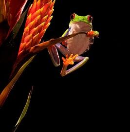 37张迷人的野生动物摄影照片