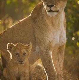 22张专业迷人的动物摄影照片