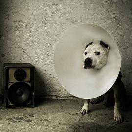 61张可爱的狗狗摄影照片