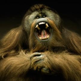 40张惊人的动物摄影照片