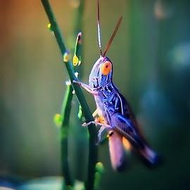 40张极其迷人的微距摄影照片