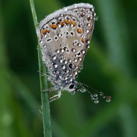 47张极其美丽的露水摄影照片