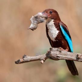 13张非常精彩的鸟儿摄影照片
