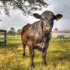 60张漂亮的动物HDR摄影照片