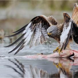 30张来自Peter Lindel的野生动物摄影照片