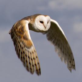 18张抓拍飞行中的鸟类摄影照片