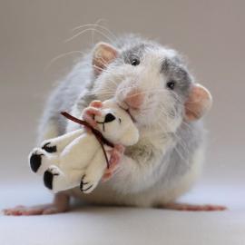 22张创意可爱的老鼠摄影照片
