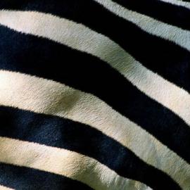 43个大自然中的奇异图案摄影照片