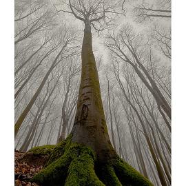 55张关于树的摄影照片