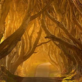 66张美丽惊人的道路摄影照片