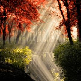 16张极美的阳光森林摄影照片