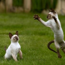 19张让你微笑的宠物摄影照片