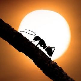 50张高品质的剪影摄影照片