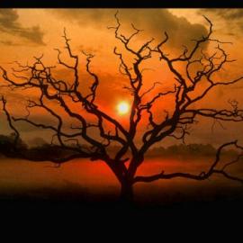 50张非常美丽的树摄影照片