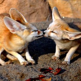 20张表达爱的动物摄影照片