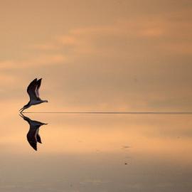 30张雄伟壮观的鸟类摄影照片