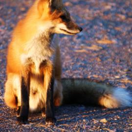 18张狡猾的狐狸摄影照片