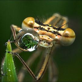 76张专业的昆虫微距摄影照片