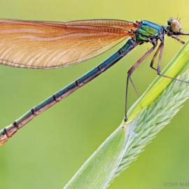 20张壮观的昆虫微距摄影照片