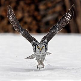 20张完美抓拍动物的摄影照片