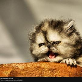 65张可爱的小动物摄影照片