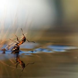 21张精彩的倒影摄影照片
