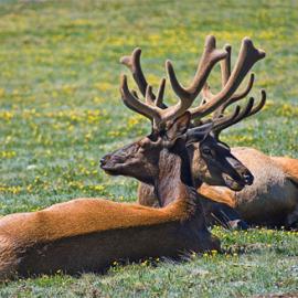 35张精彩的野外动物摄影照片