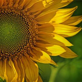 12张颜色的极美的花朵摄影照片