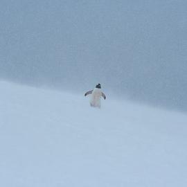 54张冰雪世界的极地摄影照片