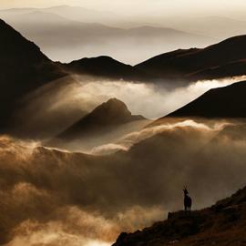 66张仙境般迷人的雾气摄影照片