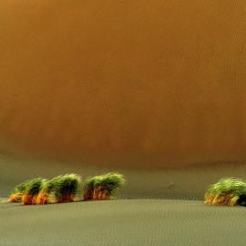 32张来自Arash Karimi的摄影照片