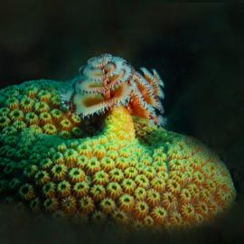 61张七彩斑斓的海底摄影照片