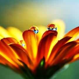 40张迷人的水滴摄影照片