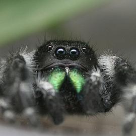 45张迷人的微距摄影照片