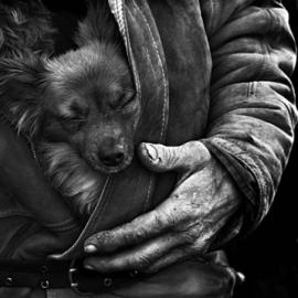 24张可爱的狗狗摄影照片