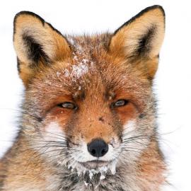 50张非常精彩的动物摄影照片