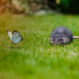 70张完美抓拍的摄影照片