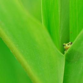 29张绿色的青蛙摄影照片