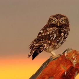 30张漂亮的鸟类摄影照片