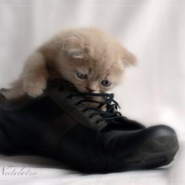 15张非常可爱的猫咪摄影照片