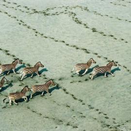 20张不错的动物摄影照片