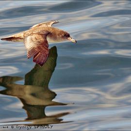 56张美丽的鸟类摄影照片