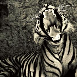 22张大型猫科动物的摄影照片