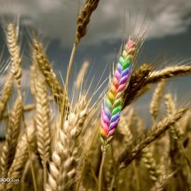 色彩鲜艳的摄影照片