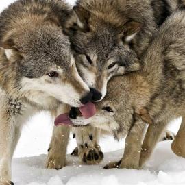 76张关于狼的摄影照片