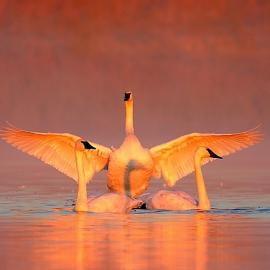 15张美丽的动物摄影照片