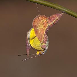 50张幼小可爱的动物摄影照片