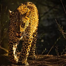 84张有趣的动物摄影照片