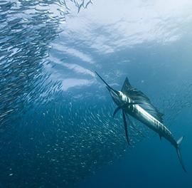 25张非常美丽的水下摄影照片