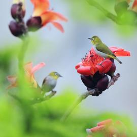 35张美丽的鸟儿摄影照片